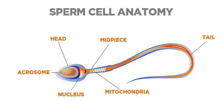 Understanding Sperm Anatomy